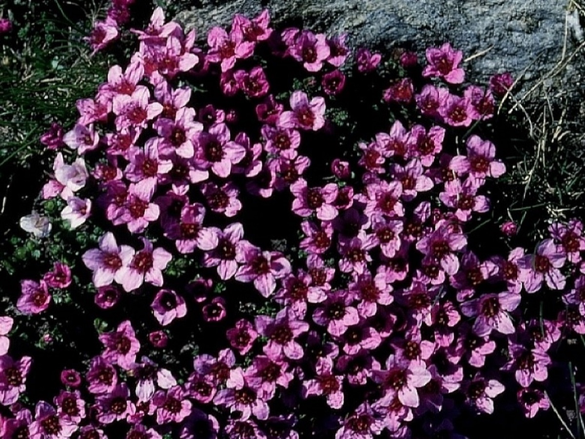 Saxifraga oppositifolia (Saxifragaceae)